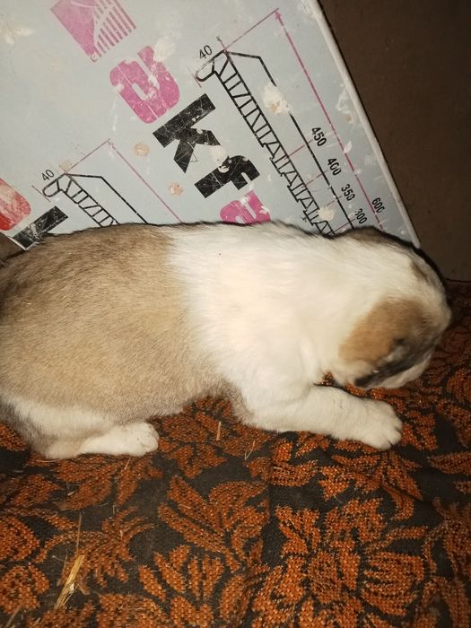 Алабай кучуклари