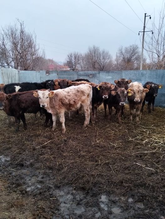 Продам молодых бычков