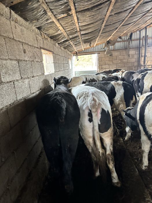 Продаю бычков ……….