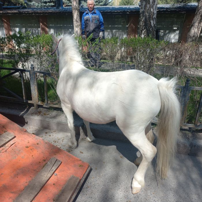 Продается Белая пони кобылка