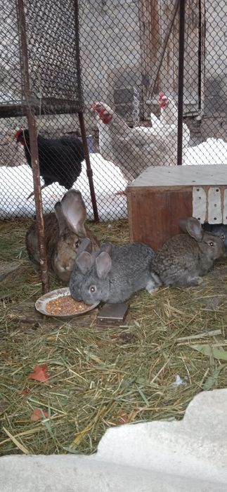 Кролики, крольчата