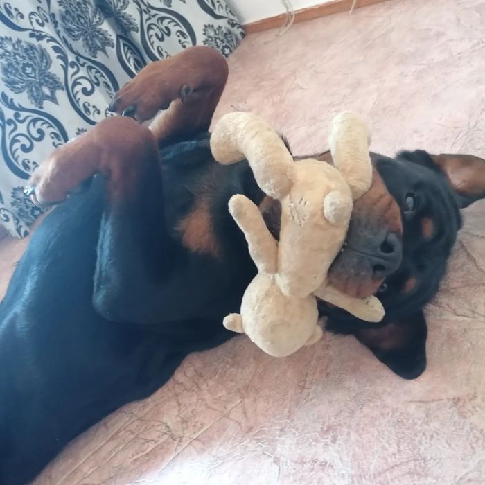 Ротвейлер, вязка, ищет подругу)))