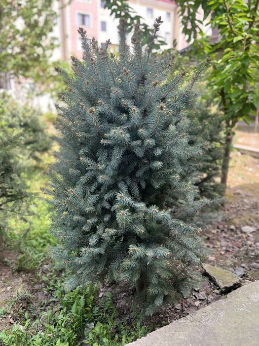 Kok archa (голубой ёлка)