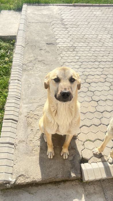 Отдам собачек в добрые руки