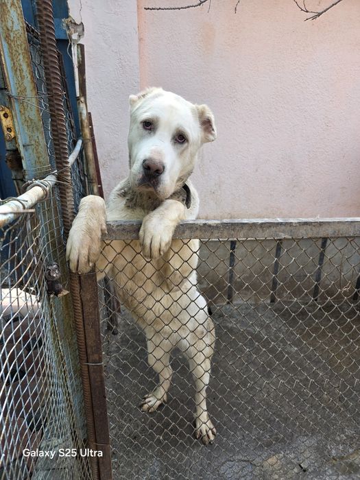 Продам туркменского алабая 10 месяцев