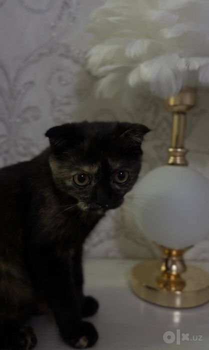 Вислоухий котенок