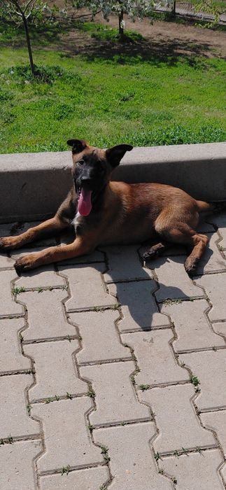 Белгийски овчарки