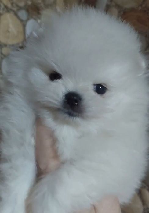 Щенки шпица мини