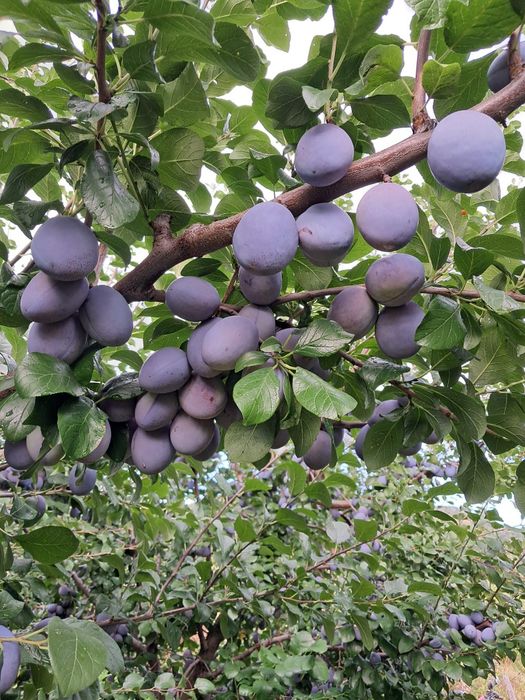 Prune de vazare - Mai multe soiuri, atat de masa cat si  pentru tuica