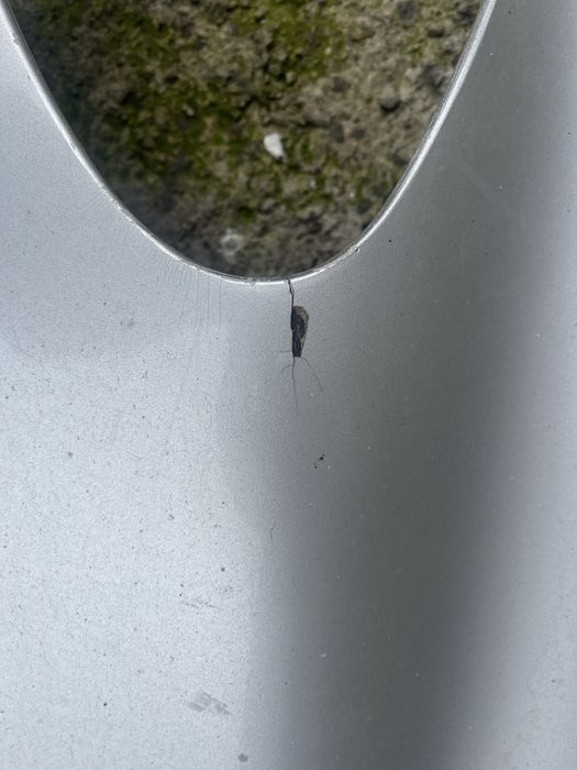 aripa stanga vito 2007