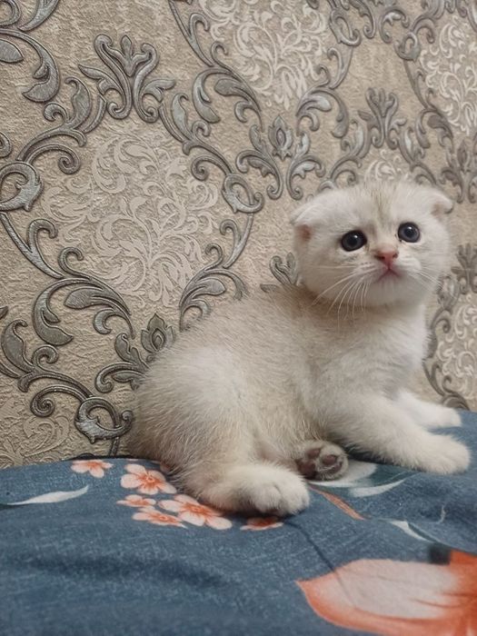 скоттиш фолд серебристый шиншилла