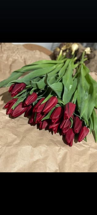 Тюльпаны голландские оптом с теплицы