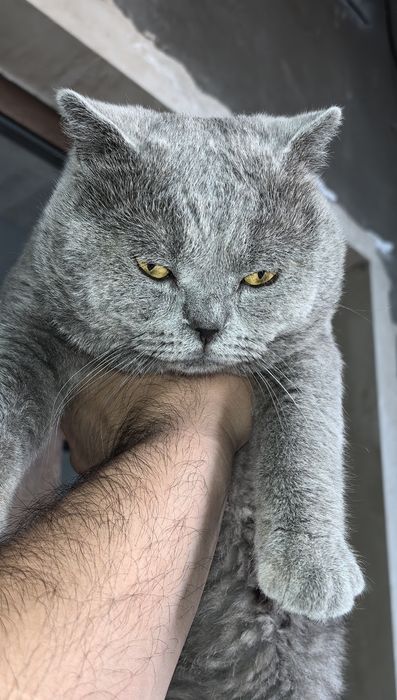 Scottish fold qoshish uchun