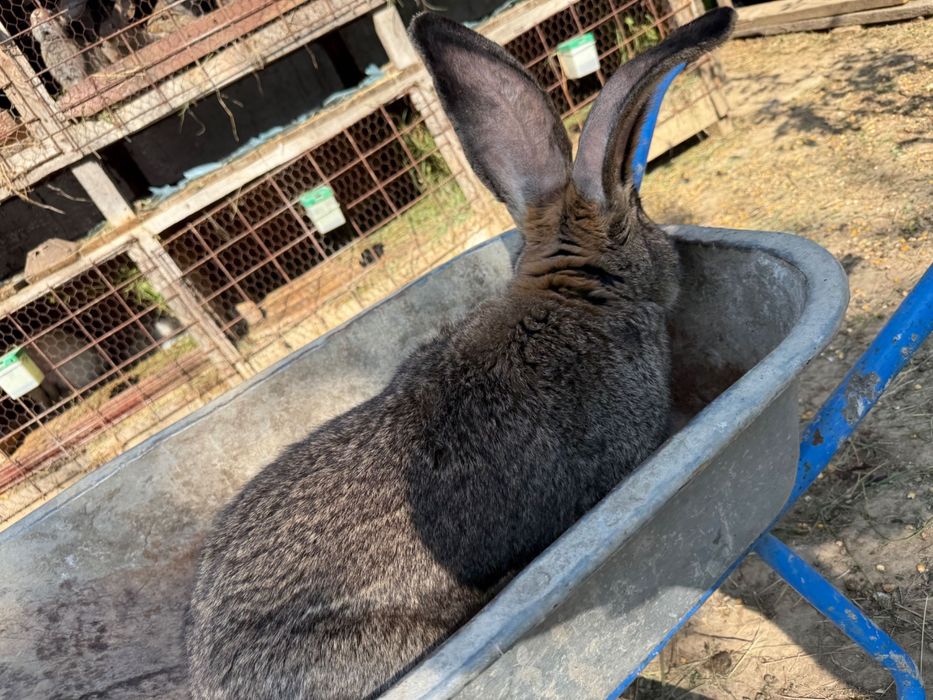 Iepuri uriași german