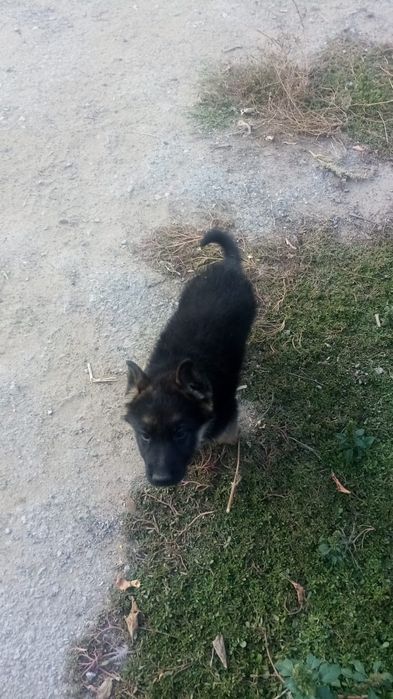 Немецкая овчарка