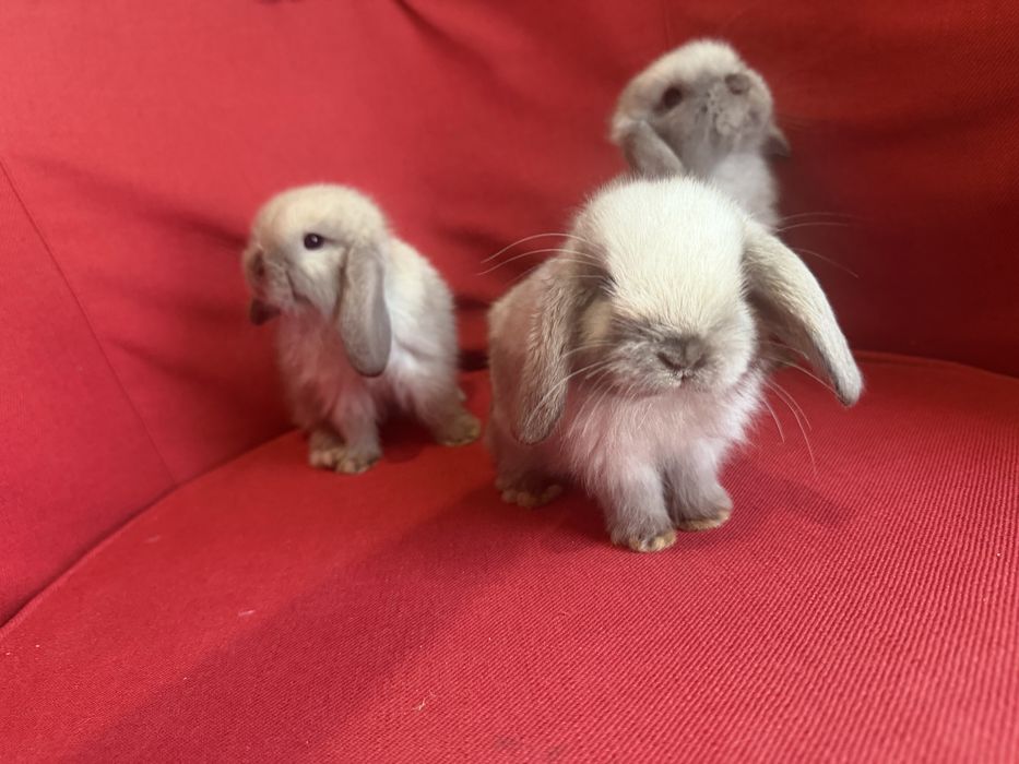 Vand pui berbec pitic holland lop