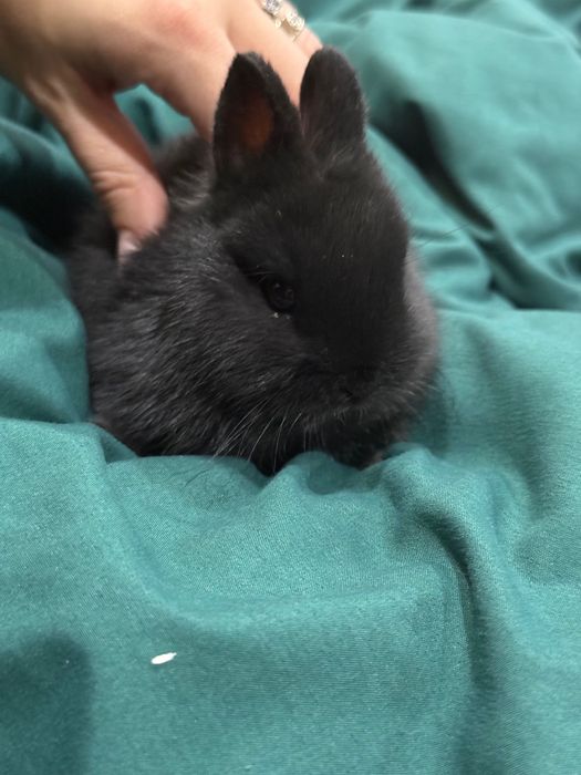 Vanzare Iepurasi pitici