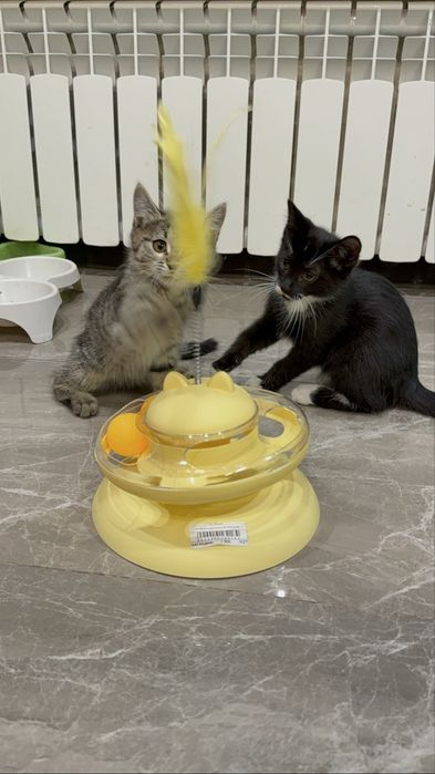 Котята ищут семью