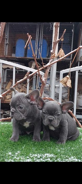 Красивые французики