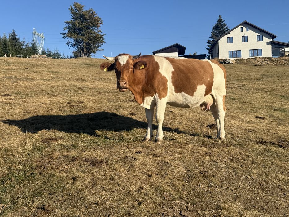 Vaca tanara gestanta