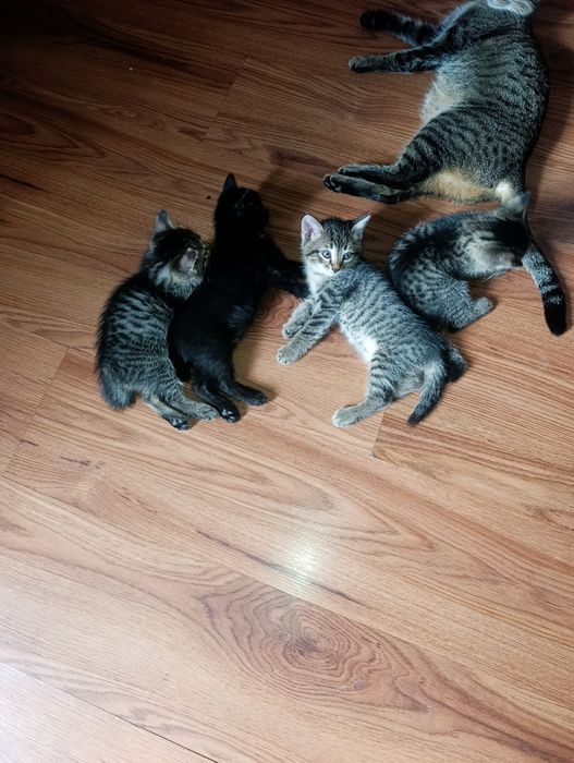 Котята ищут дом.