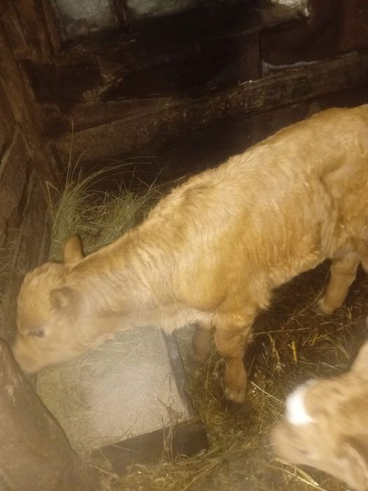 Продам тёлочку недельную