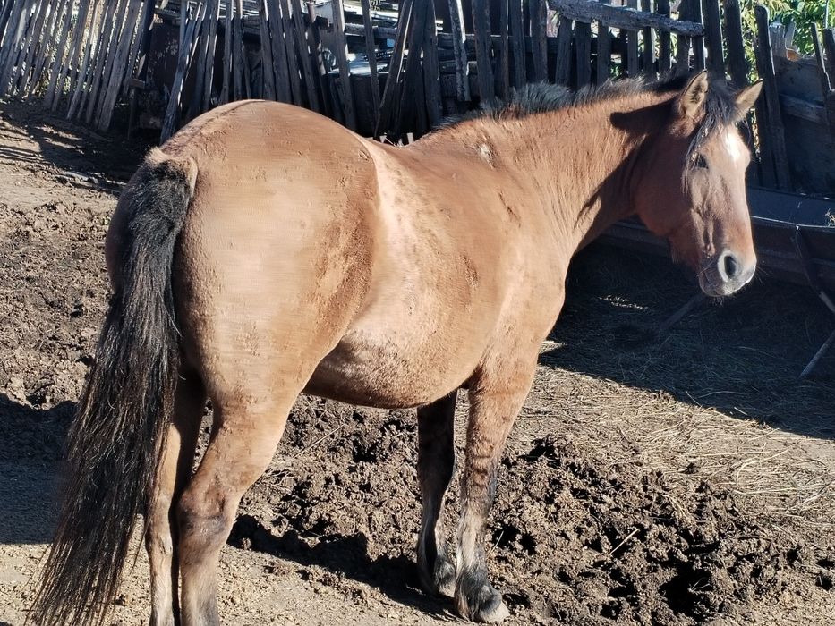 Кабыла продаётся    .