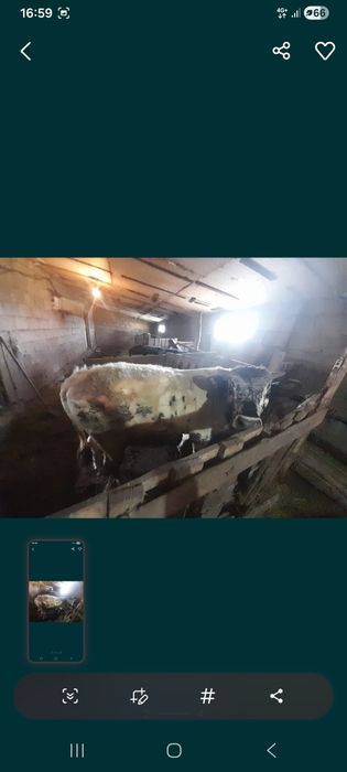 Бука сатамын семиз 1.5 жасар