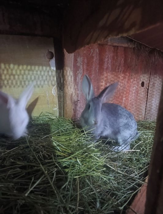 Quyon sotilad srocni