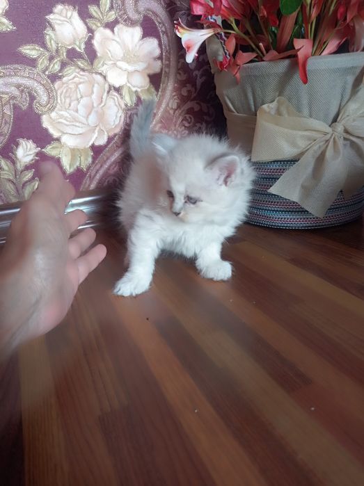 Продам породистых котят Мама:скотиф фолд Папа шотландский скотиш Страй