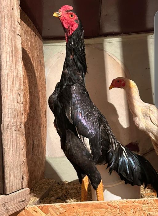 Продам даканов 5 шт