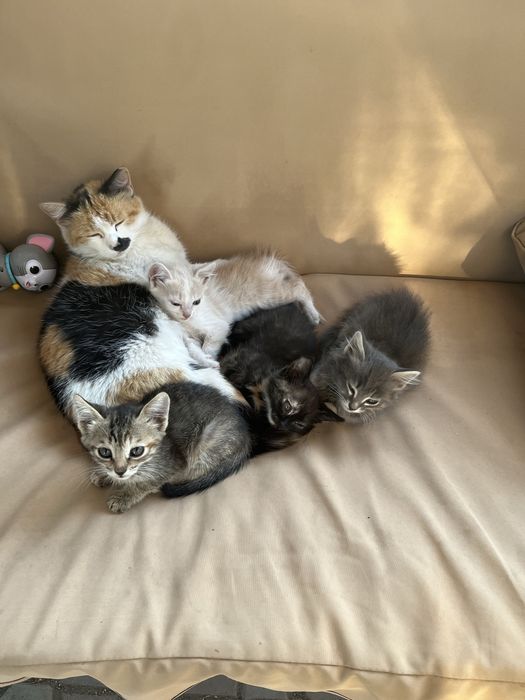 Котята двухмесячные