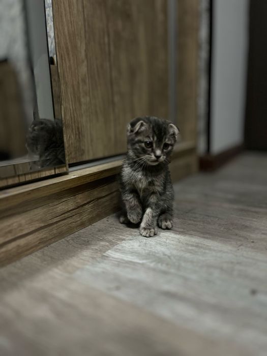 Муши боллари сотилад !