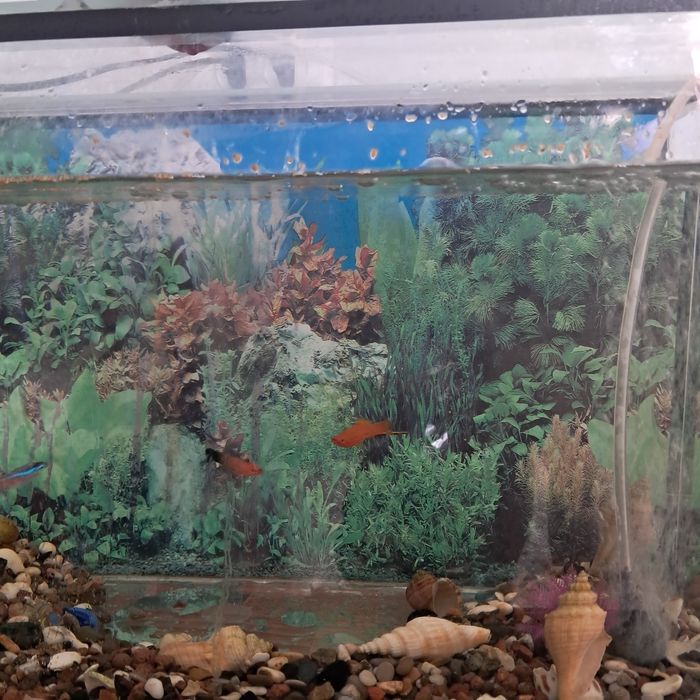 Продам аквариум вместе с рыбками