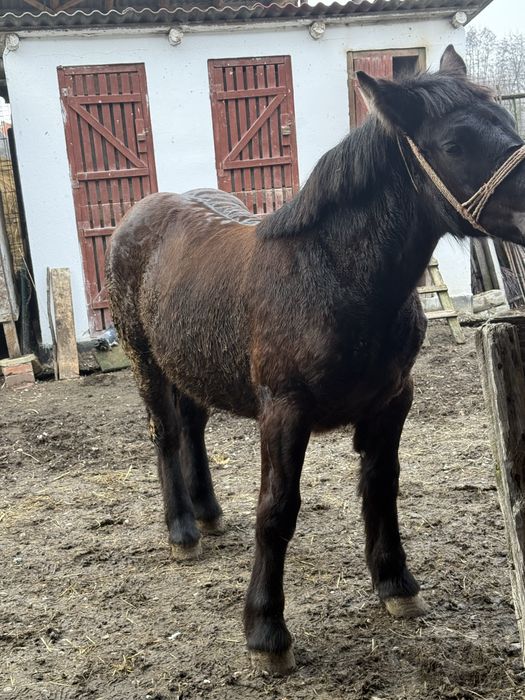 Vand manza ardeneza de 8 luni