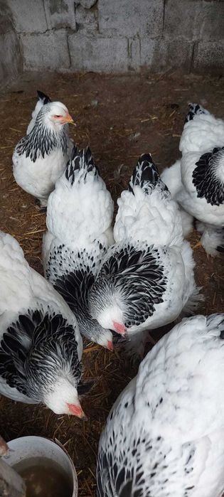 Brahma herminat deschis 2025