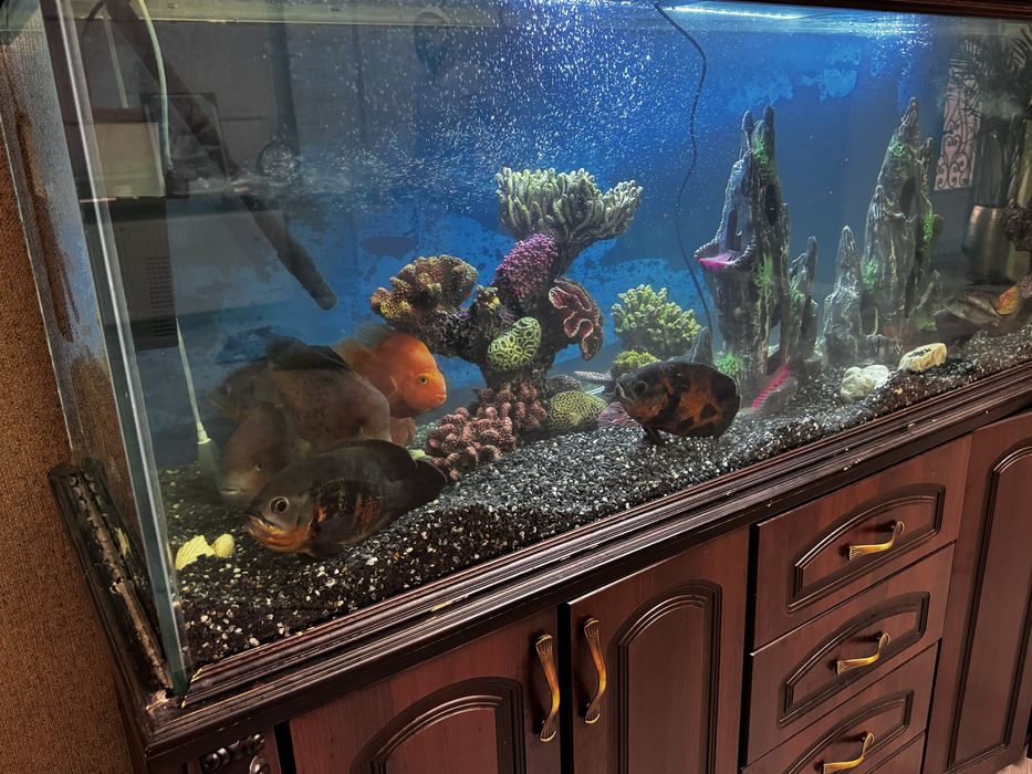 Аквариу 700 литров с тумбой, продается есть торг
