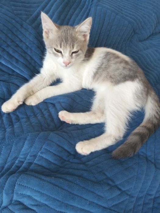котенок из приюта