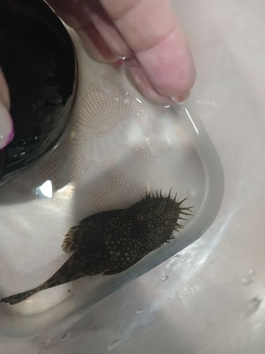 Взрослый самец - анциструс