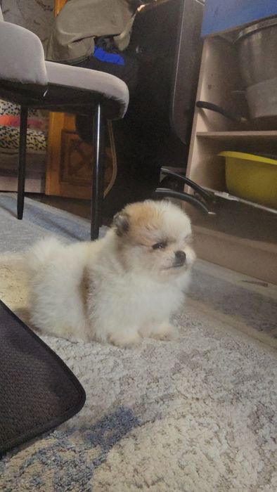 Шпиц померанский девочка и мальчик