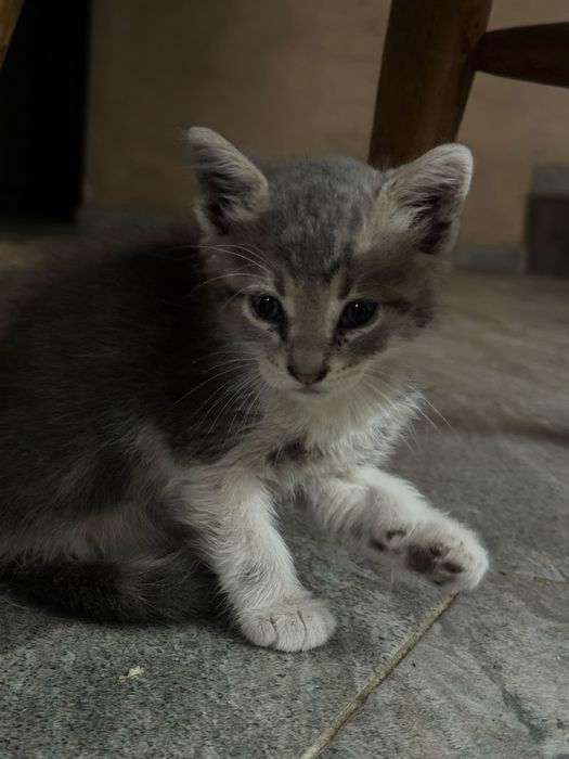 Подарявам малко котенце