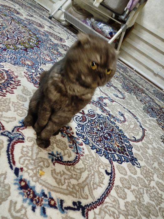 Scottish Fold mushuk sroshno sotladi