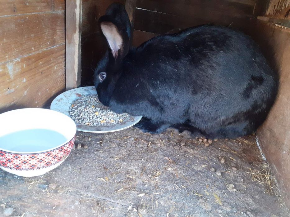 Зайци за продажба