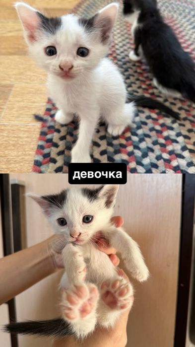 котята бесплатно