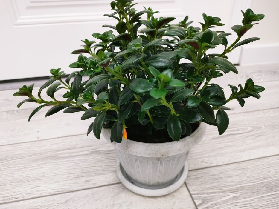 Домашние цветы, доставка