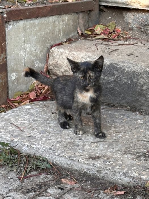 Котята в ДОБРЫЕ руки!