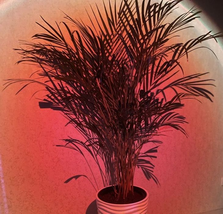 Пальма Дипсис