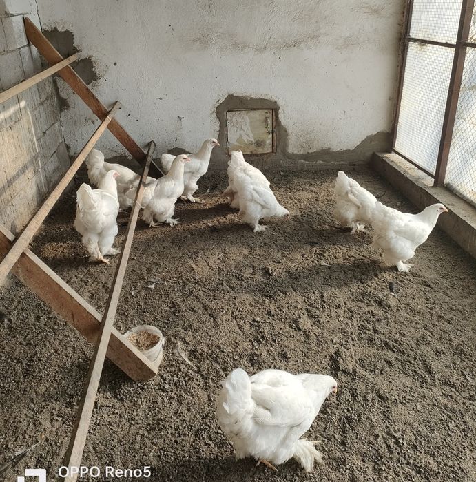 Чисто Белые Брамы.