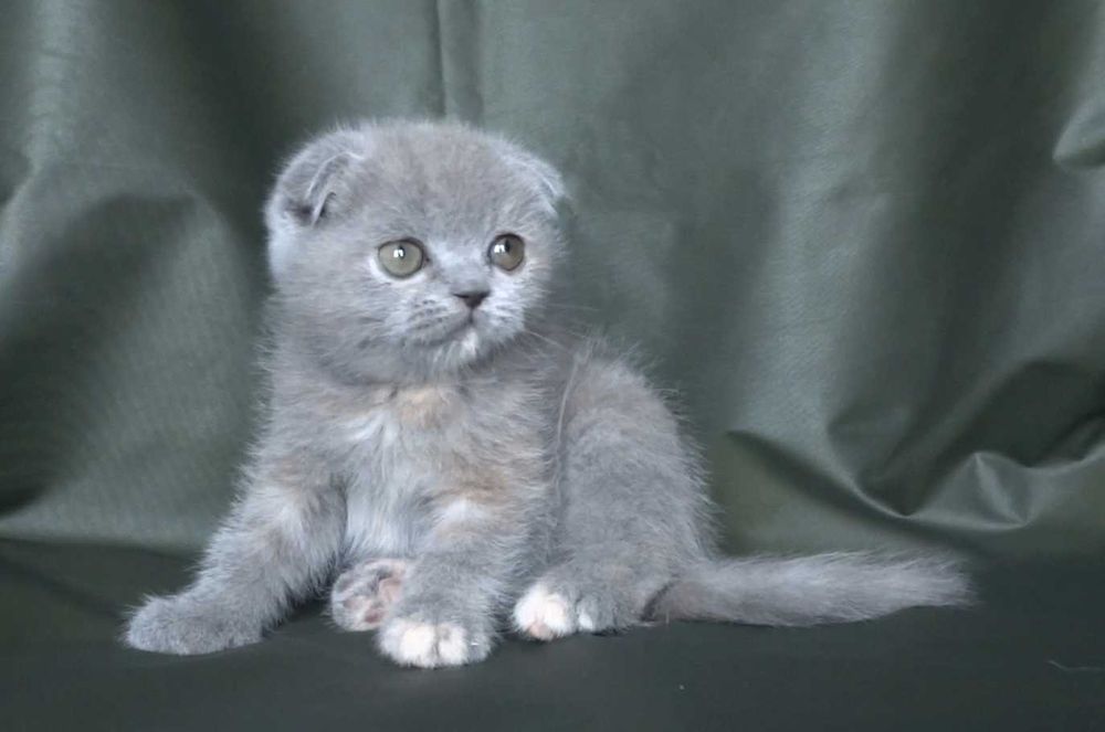 Шотландско и Британско късокосмести котенца