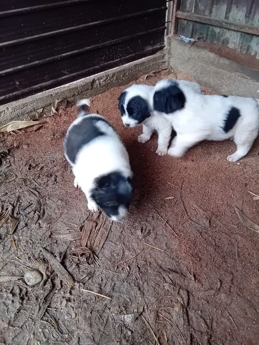 Catei ciobănesc de  Bucovina
